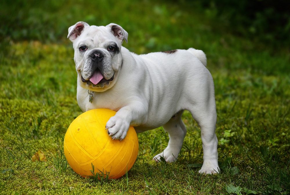 Como prolongar a vida do seu cão