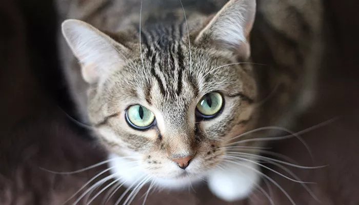 Conheça as doenças que ameaçam gatos não vacinados