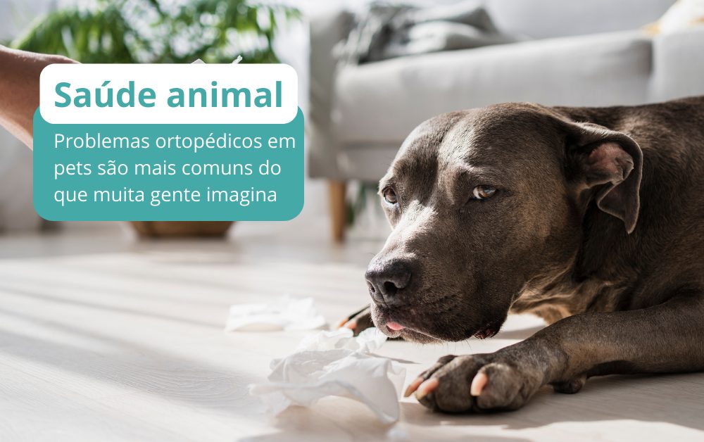 Ortopedista Veterinário: quando ele deve ajudar cães e gatos
