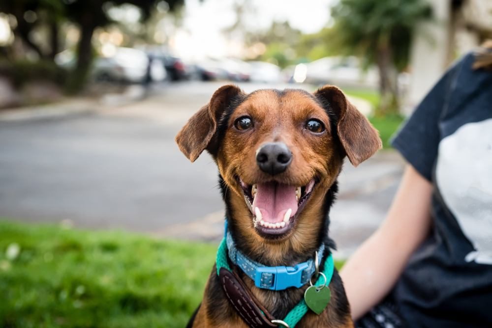 Você conhece as raças de cães mais populares no Brasil?